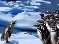 Пингвины Слайд